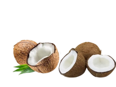 Coconut nursery at Trimodel Farms
